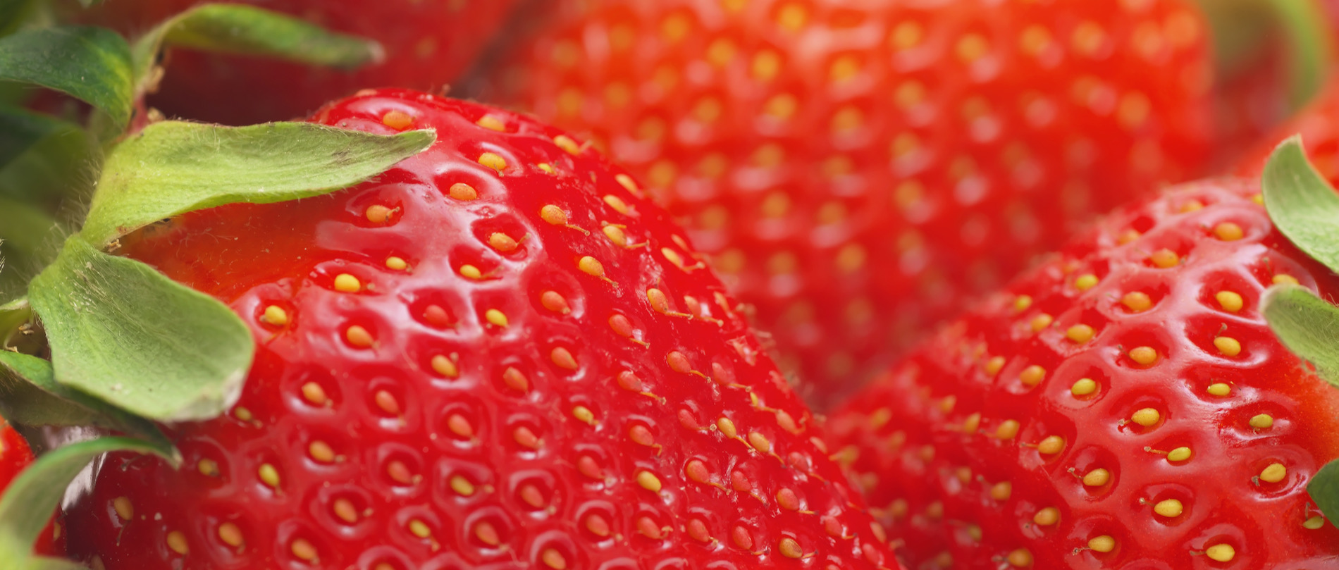 The berries are here!