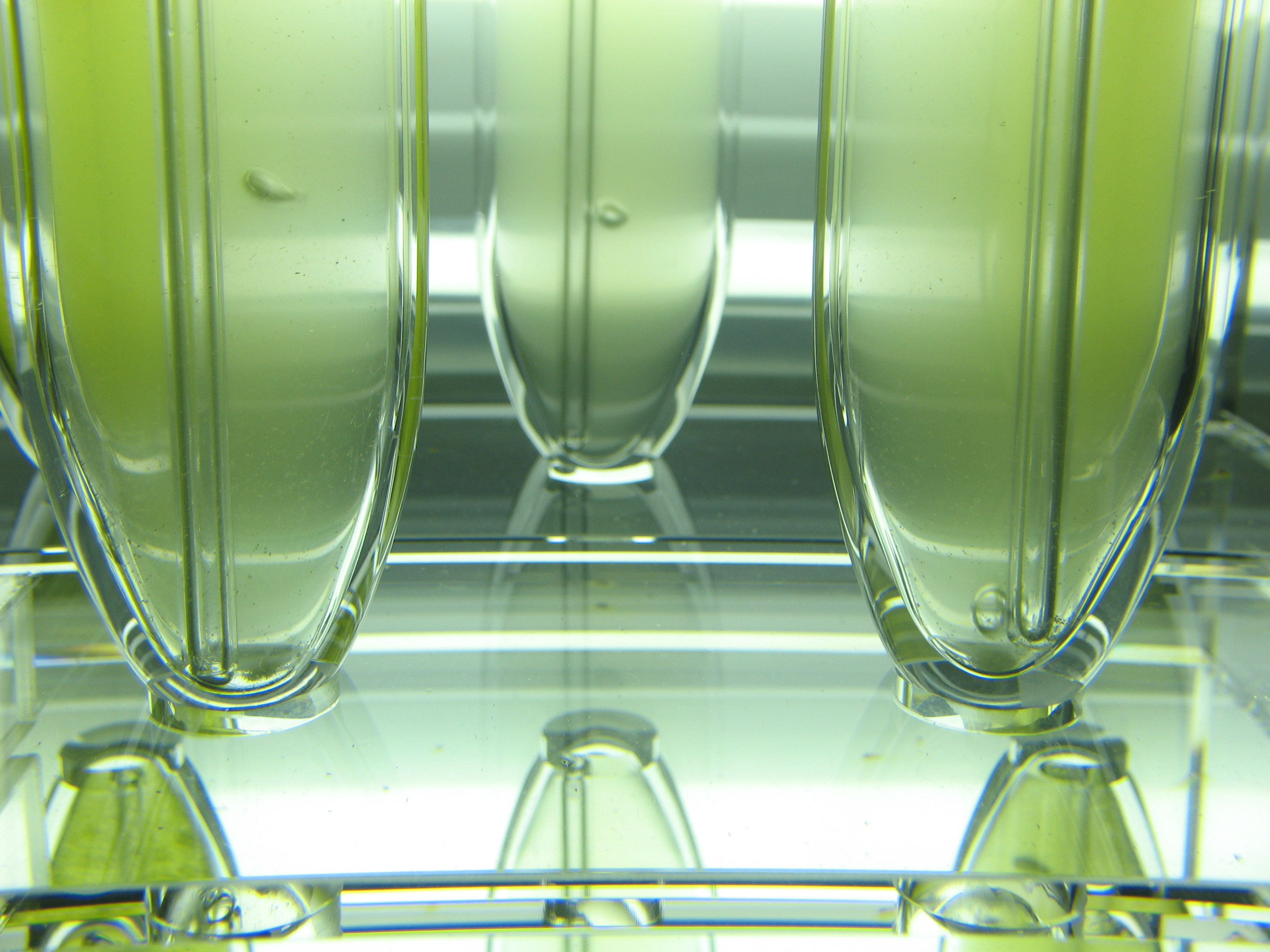 Mikroalger gjør deg frisk